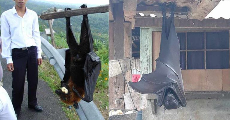 Foto Kelelawar Seukuran Manusia Telah Viral, Mereka Memang Nyata