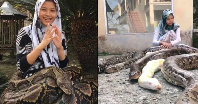 Gadis Berusia 14 Tahun Ini Memiliki Enam Ular Piton Besar Sebagai Hewan Peliharaan