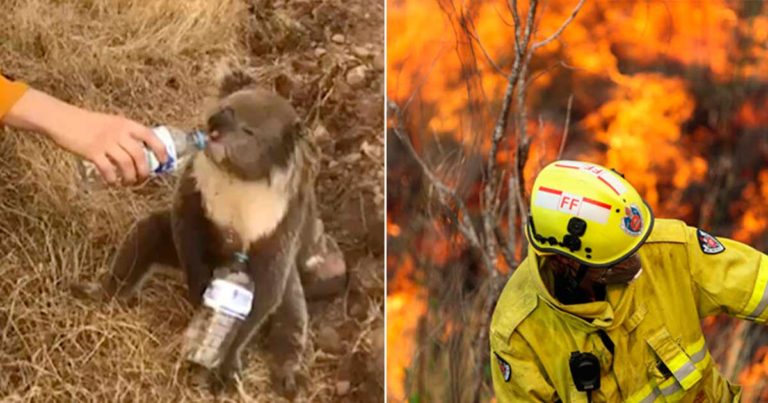 Hampir 3 Miliar Hewan Mati Atau Terlantar Selama Kebakaran Hutan di Australia