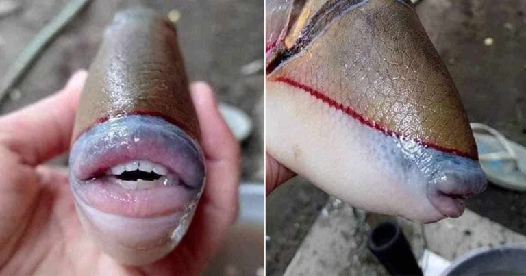 Ikan Ini Memiliki Bibir Seksi Seperti Milik Angelina Jolie