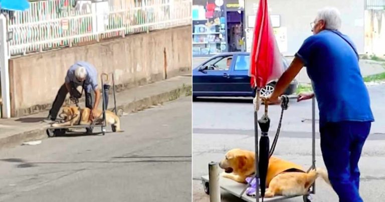 Kakek Ini Membuat Gerobak Dorong untuk Membawa Anjing Tuanya yang Sakit Berjalan-jalan Setiap Hari
