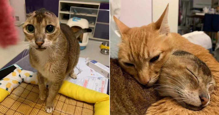 Kucing Liar yang Kehilangan Telinganya Tidak Percaya Dia Memiliki Rumah dan Teman yang Menyayanginya