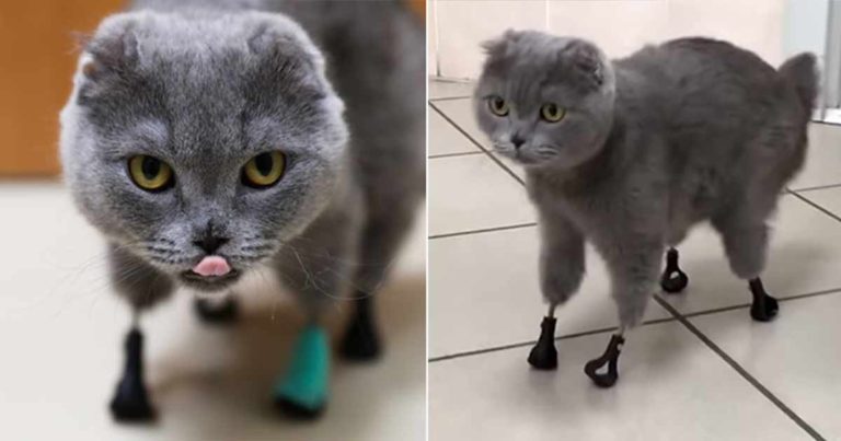 Kucing yang Kehilangan Keempat Cakarnya oleh Radang Dingin Memiliki Cakar Baru yang Dicetak 3D
