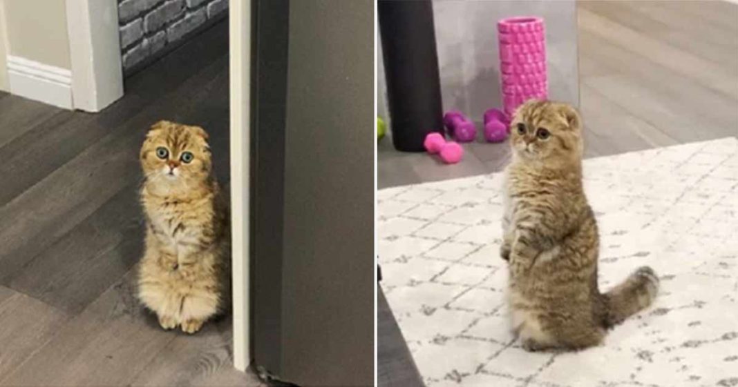 Temui Taro Kucing  yang Suka Berdiri  dengan Kedua Kakinya 