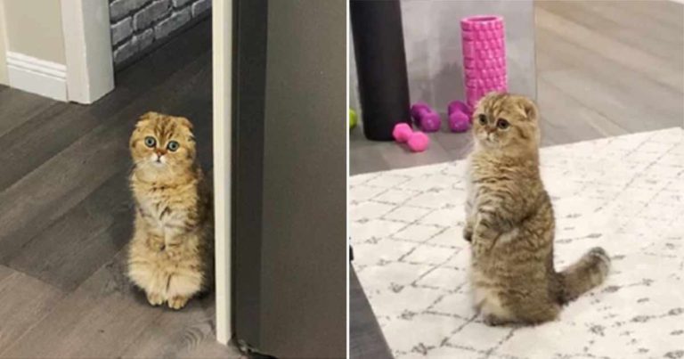 Temui Taro, Kucing yang Suka Berdiri dengan Kedua Kakinya Seperti Manusia Kecil