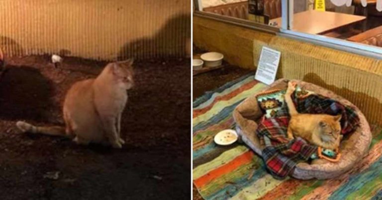Kucing yang Tersesat Memohon Sedikit Belas Kasih di Restoran dan Pemilik Meresponnya