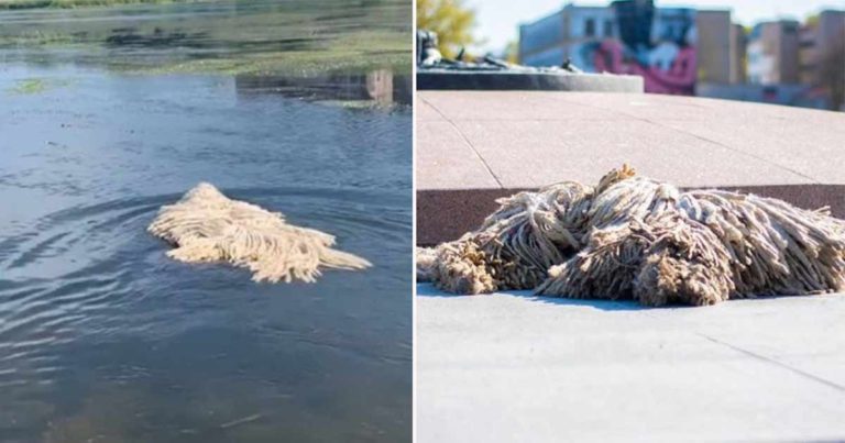 Mereka Berpikir Itu Adalah Kain Pel Besar Mengambang di Danau, Saat Didekati ‘Kain Pel’ Itu Hidup
