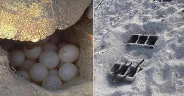 Mereka Menghancurkan dan Membakar Telur-telur Penyu yang Terancam Punah Selama Pesta yang Tak Terkontrol
