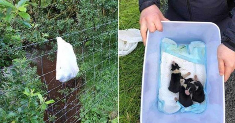 Mereka Menyelamatkan 3 Anak Anjing dalam Kantong Kresek yang Tergantung di Pagar Kawat Berduri