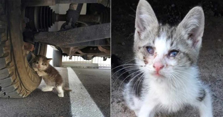 Mereka Menyelamatkan Anak Kucing yang Tak Berdaya yang Bersembunyi di Tempat Parkir
