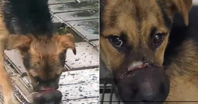 Mereka Menyelamatkan Anjing di Jalan yang Putus Asa untuk Makan Karena Moncongnya Diikat