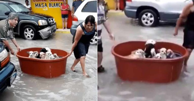 Pasangan Ini Meninggalkan Hartanya untuk Menyelamatkan Anak-anak Anjingnya Saat Badai yang Mengerikan