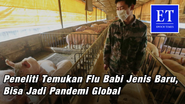 Peneliti Temukan Flu Babi Jenis Baru, Bisa Jadi Pandemi Global