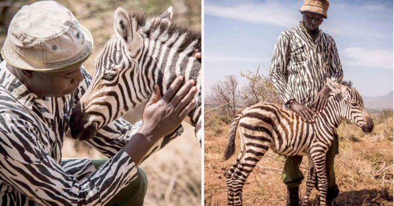 Penjaga Berpakaian Seperti Zebra untuk Menjadi ‘Ibu Pengganti’ bagi Zebra Yatim Piatu