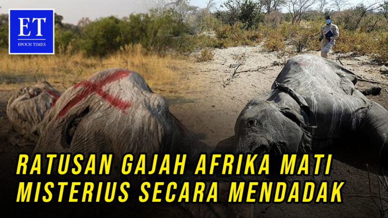 Ratusan Gajah Afrika Mati Misterius Secara Mendadak, Khawatir Memicu Krisis Kesehatan Masyarakat