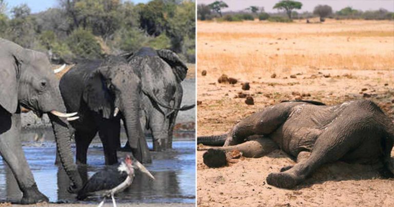 Ratusan Gajah Mati Secara Misterius di Botswana, Dipandang Sebagai Bencana Konservasi