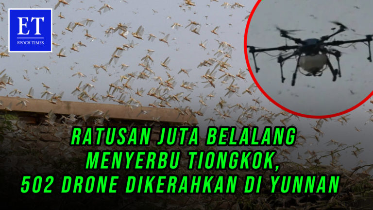 Ratusan Juta Belalang Menyerbu Tiongkok, 502 Drone Dikerahkan di Yunnan