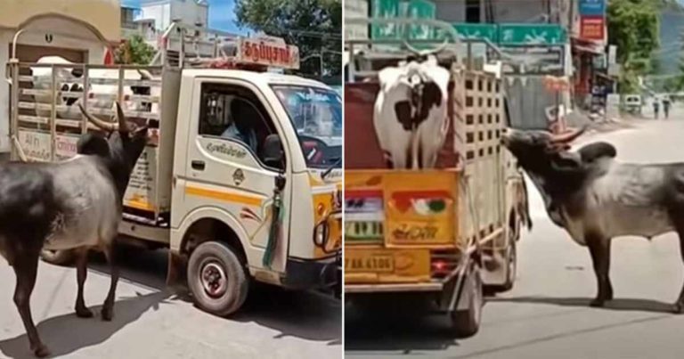 Sapi Jantan Ini Mati-matian Mengejar dan Mencoba Menghentikan Truk yang Membawa Pasangannya