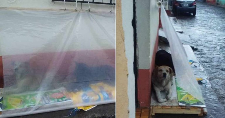 Sebuah Keluarga Membuat ‘Kelambu’ untuk Tempat Berlindung Anjing Liar dari Hujan