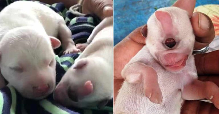 Seekor Anak Anjing Dilahirkan dengan Hanya Satu Mata dan Mereka Anggap Itu Adalah Tanda Keberuntungan