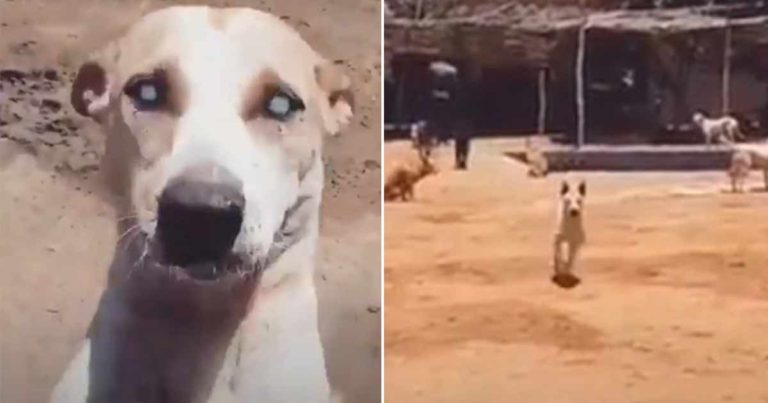 Anjing Buta Ini Tidak Percaya Pengasuh Favoritnya Datang Mengunjunginya, Dia Bergegas Berlari untuk Memeluknya