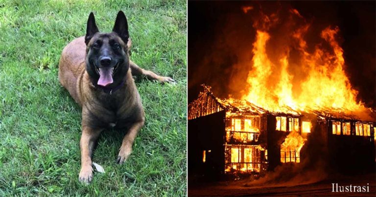 Seekor Anjing Menyelamatkan Tetangganya dari Api