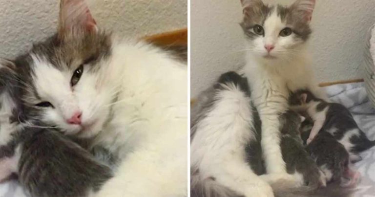 Seekor Kucing Liar Melahirkan Bayinya Beberapa Jam Setelah Menyadari Dirinya dalam Kondisi Aman