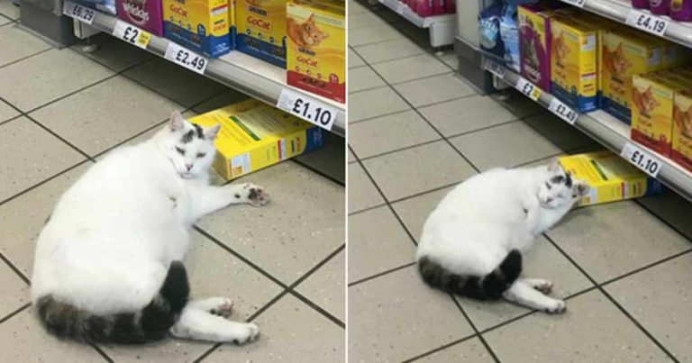 Seekor Kucing Masuk ke Supermarket untuk Mencuri Makanan Tapi Ditemukan Tertidur di TKP