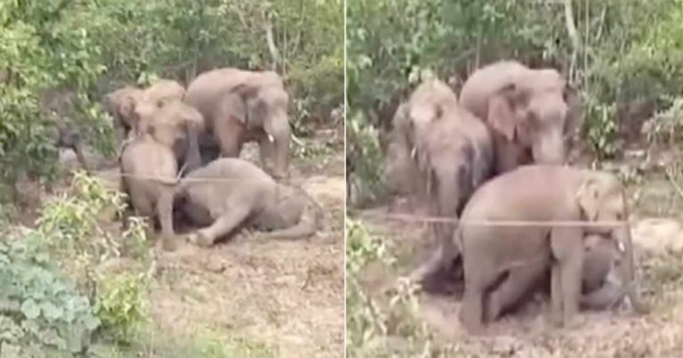 Sekawanan Gajah Meratapi Kematian Kerabatnya dan Menolak untuk Meninggalkan Tubuhnya
