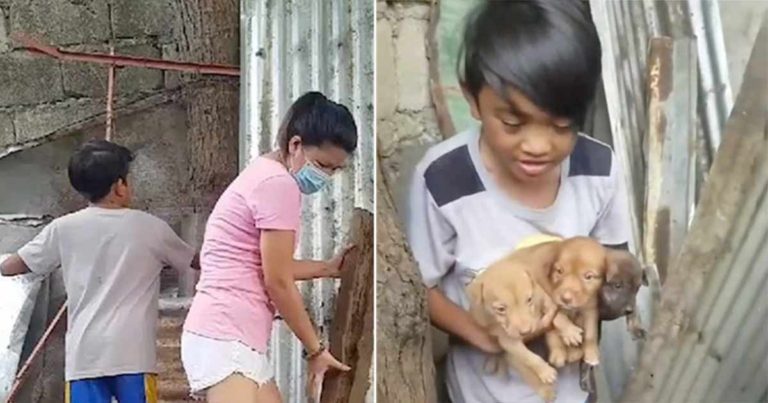 Seorang Ibu dan Putranya Menyelamatkan Nyawa 3 Anak Anjing yang Ditinggalkan di Reruntuhan