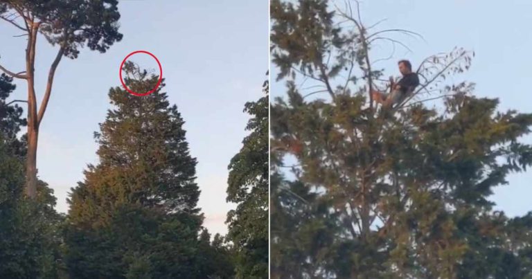 Seorang Pria di Sebuah Taman Mencoba Menjaga Jarak Sosial dengan Bertengger di Pucuk Pohon Setinggi 18 Meter