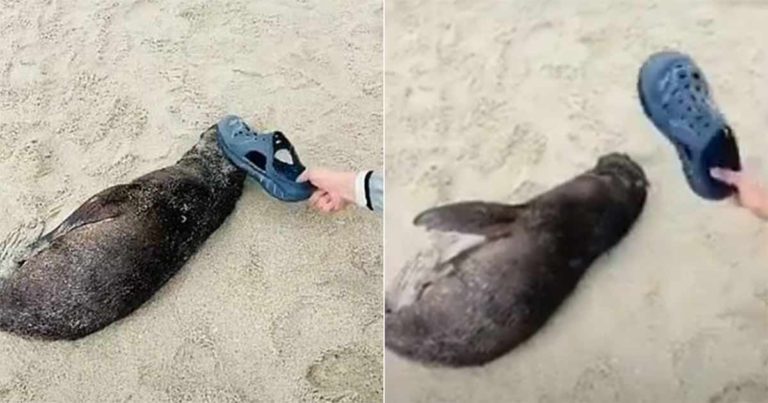 Turis Tiongkok Dikecam Warganet, Mengganggu Bayi Singa Laut yang Sedang Tidur untuk Mendapatkan Ketenaran di Internet