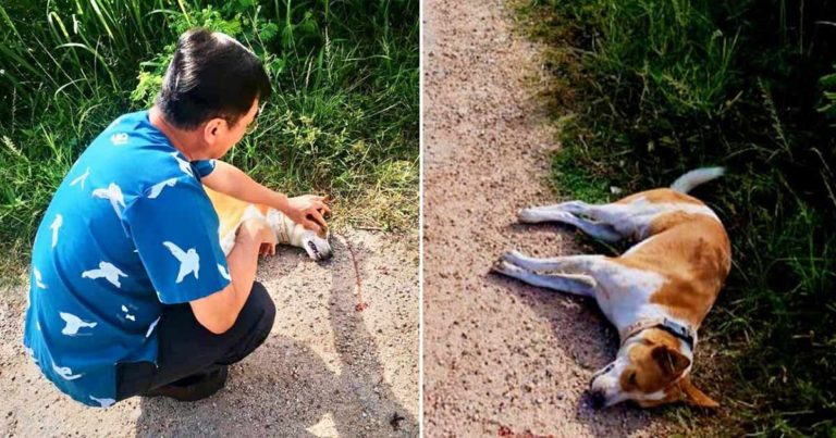 Anjing Terlindas Mobil Pemiliknya Saat Mengejarnya Karena Ditinggalkan di Tempat Penampungan