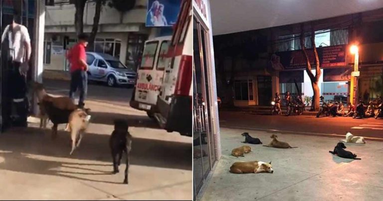 Anjing-anjing Itu Mengejar Ambulans yang Membawa Pemiliknya Seorang Tunawisma ke Rumah Sakit