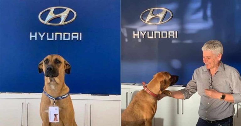 Dealer Mobil Hyundai Ini Merekrut Anjing Jalanan Sebagai ‘Karyawan’