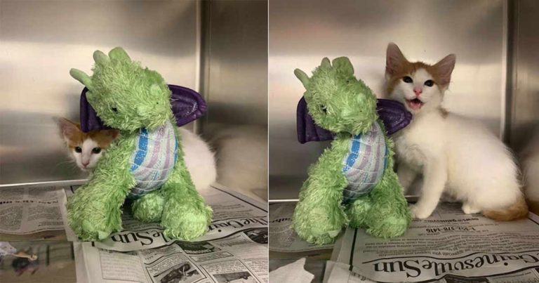 Dokter Hewan Mengizinkan Anak Kucing yang Ketakutan untuk Dioperasi dengan Sahabatnya