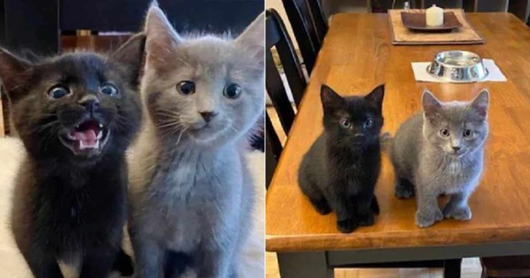 Dua Anak Kucing yang Diselamatkan dari Jalanan Menolak untuk Dipisahkan