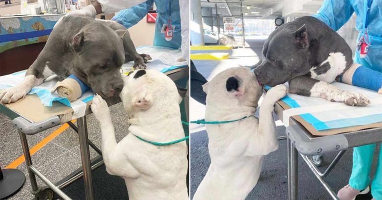 Dua Anjing Saling Menghibur Setelah Kematian Tragis Pemiliknya