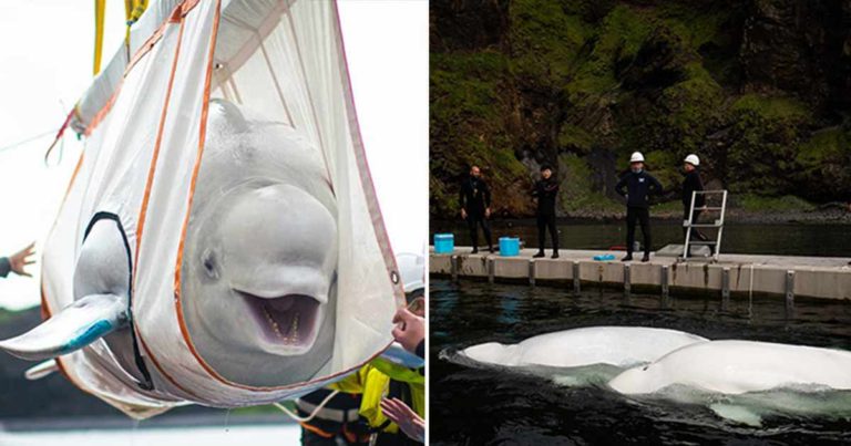 Dua Paus Beluga yang Diselamatkan dari Penangkaran Dibawa ke Laut Tempat Perlindungan 6.000 Mil Jauhnya