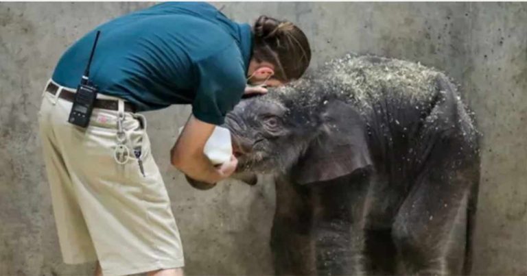 Bayi Gajah Berusia Tiga Minggu Terpaksa Ditidurkan Setelah Lahir dengan Masalah Kesehatan