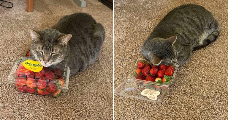 Hal Favorit Kucing untuk Meringkuk Adalah Satu Kotak Stroberi