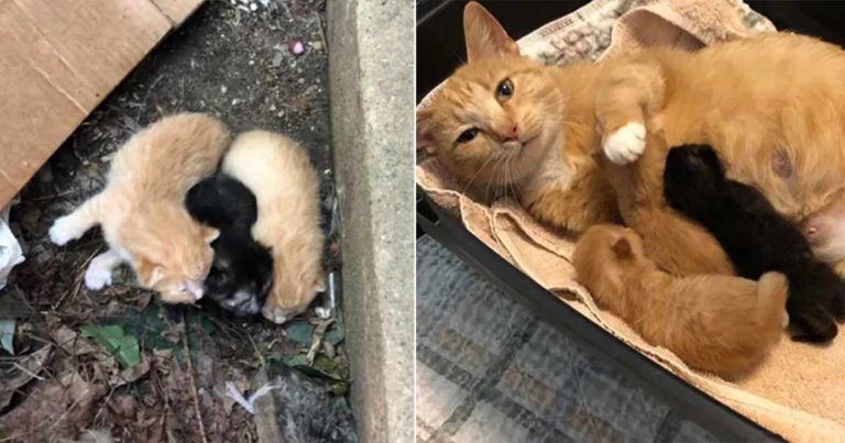 Induk Kucing dengan Bayinya Bertahan dalam Kotak Kardus Setelah Ditinggalkan di Jalan Saat Hamil