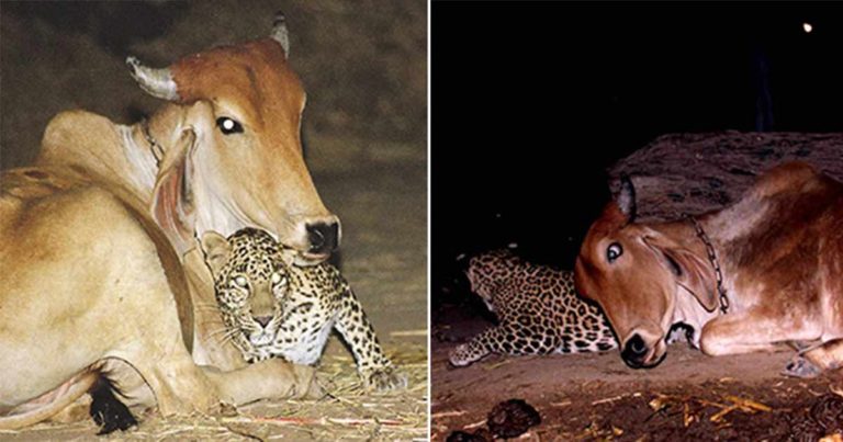 Kisah di Balik Foto Macan Tutul dan Sapi yang Sulit Dipercaya dan Masih Menjadi Misteri
