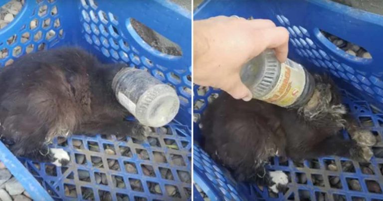Kucing Liar Hamil yang Kepalanya Terjebak Botol Selai Kacang dan Melahirkan 4 Anak Akhirnya ‘Ditidurkan’