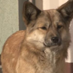Kucing Liar Menghibur Anjing yang Sedih 1