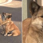 Kucing-Liar-Menghibur-Anjing-yang-Sedih