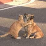 Kucing Liar Menghibur Anjing yang Sedih 2