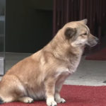 Kucing Liar Menghibur Anjing yang Sedih 3