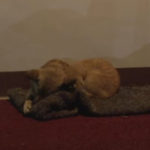 Kucing Liar Menghibur Anjing yang Sedih 4