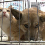 Kucing Liar Menghibur Anjing yang Sedih 6
